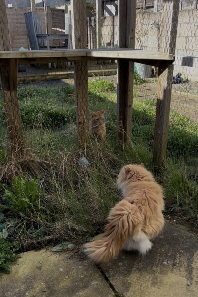 Thread 46 Starmer: Meloj kaj kastoroj sur monbiletoj, arbaro de kolero