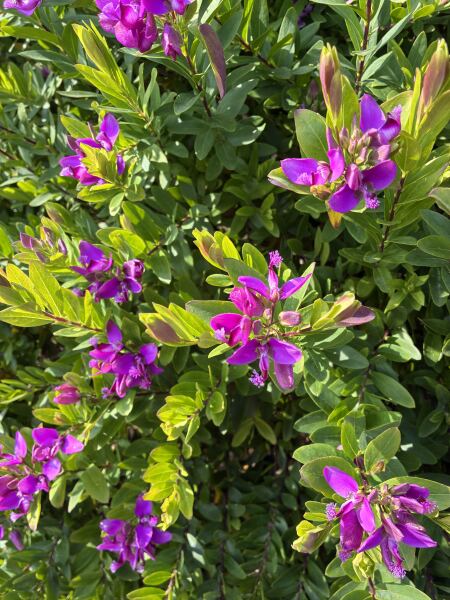 Year round Nigel Slater discussion thread - Part 3