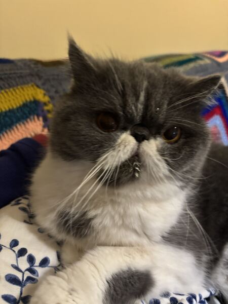 Pampered, Persian, Princess Penelope