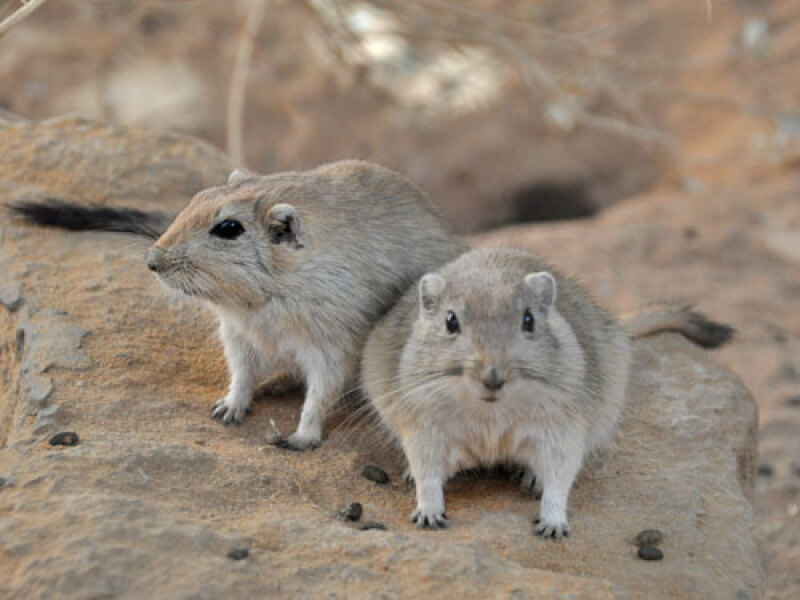 The Bluestocking - Best Pub on the Internet