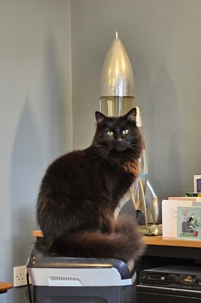 Carry On Catting - the Excellent Cats do what they do best