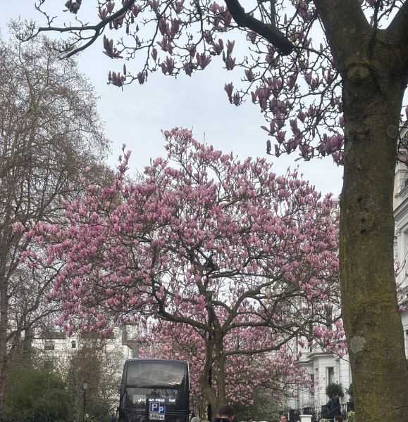 Where’s the best place in London to see cherry tree blossom today ?
