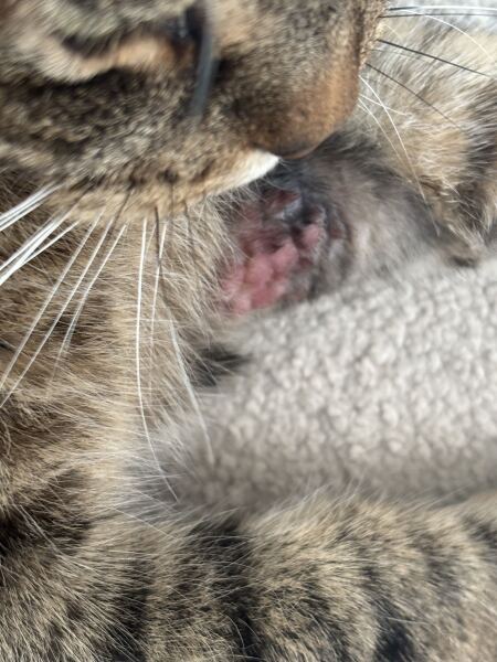 Just noticed this on my cats leg- Raised and Sore