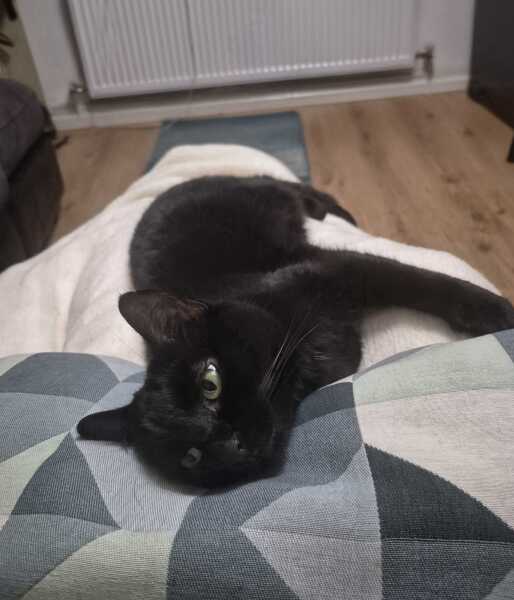 Thanks for the cat photos!