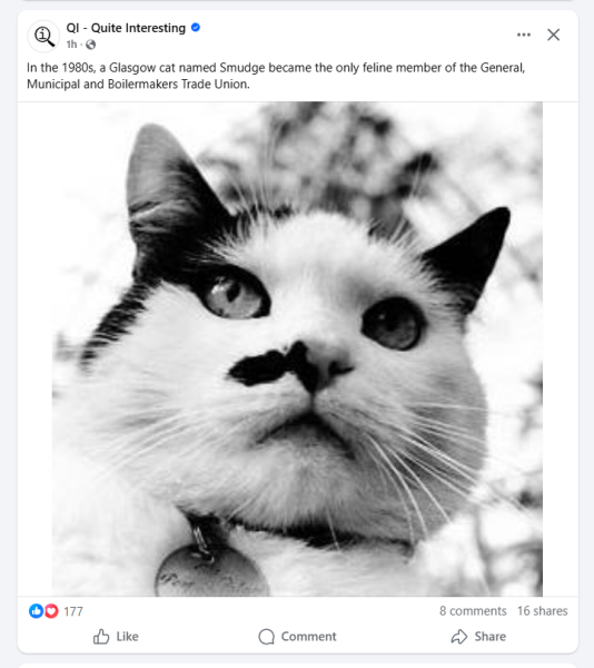 Thread 46 Starmer: Meloj kaj kastoroj sur monbiletoj, arbaro de kolero