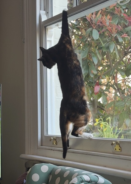 Woolly Hugs. A blanket for lovely wafflenose who has tragically lost her daughter. Can you help us please?