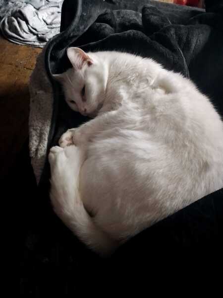 Carry On Catting - the Excellent Cats do what they do best