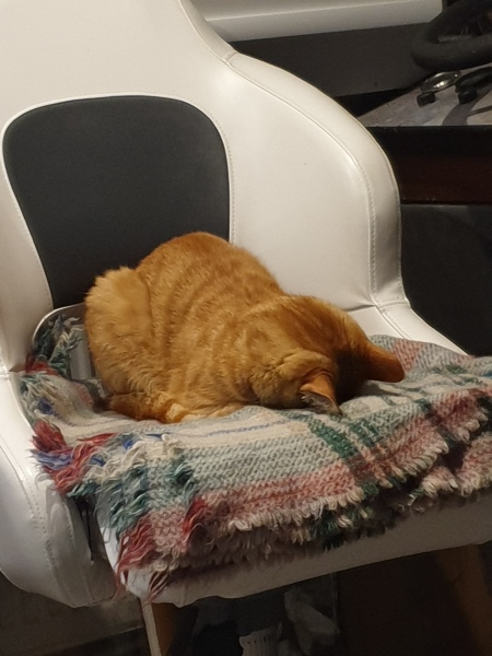 Carry On Catting - the Excellent Cats do what they do best