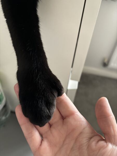 Cats with thumbs!