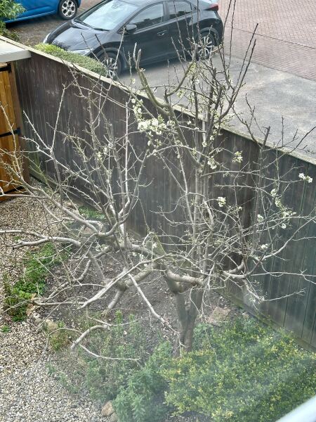 Plum tree