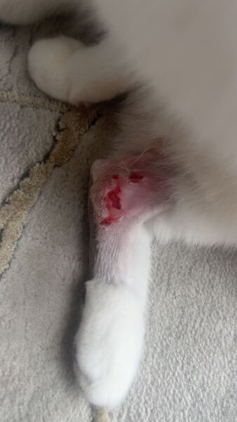 Could this cat wound really have been caused by fighting?