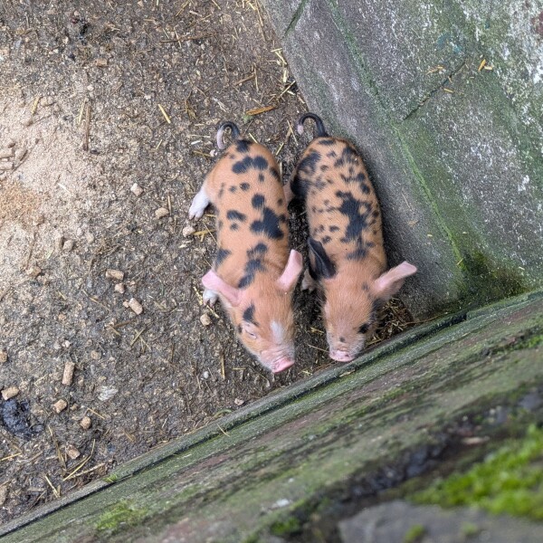 Year round Nigel Slater discussion thread - Part 3