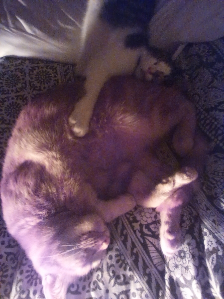 Thanks for the cat photos!