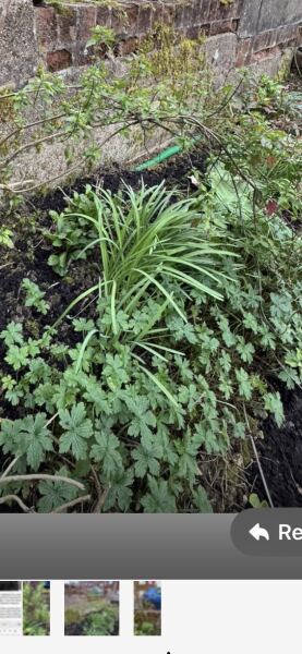 What have you done in the garden today? Part 8