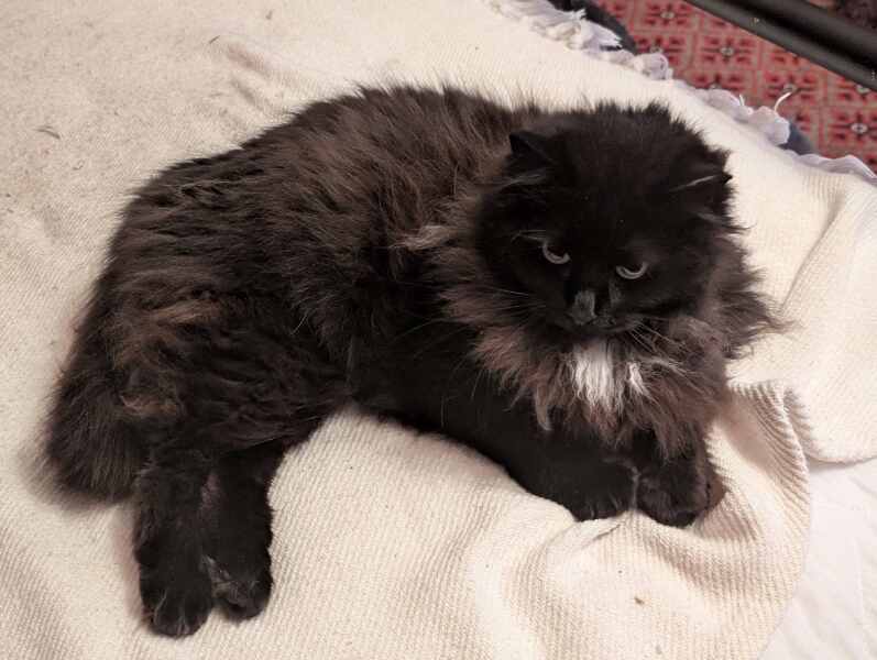 Carry On Catting - the Excellent Cats do what they do best