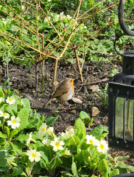 What have you done in the garden today? Part 8