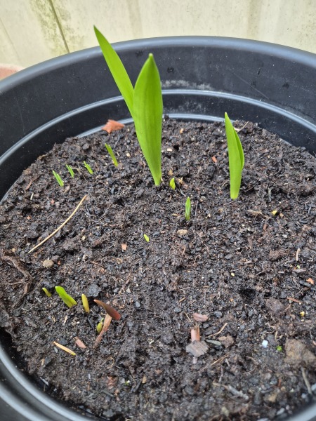Tulip bulbs - plant BEFORE or AFTER the first frost?