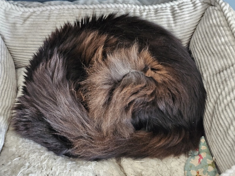 Carry On Catting - the Excellent Cats do what they do best