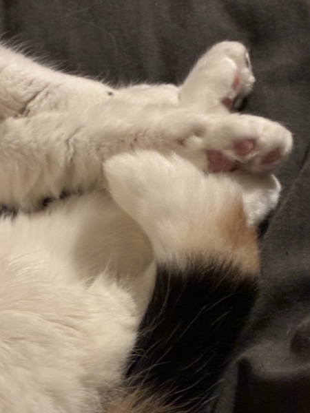 Carry On Catting - the Excellent Cats do what they do best