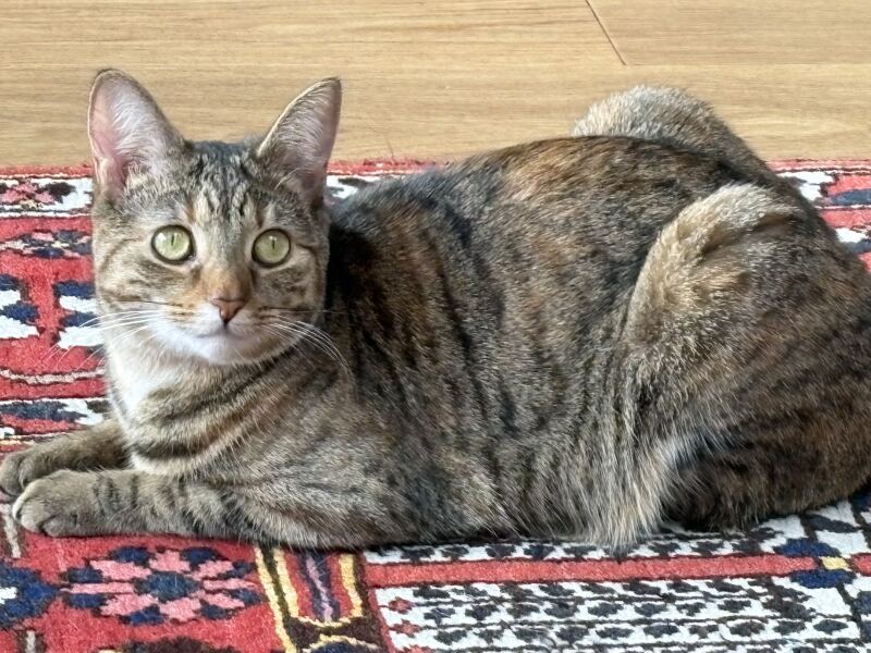 Carry On Catting - the Excellent Cats do what they do best