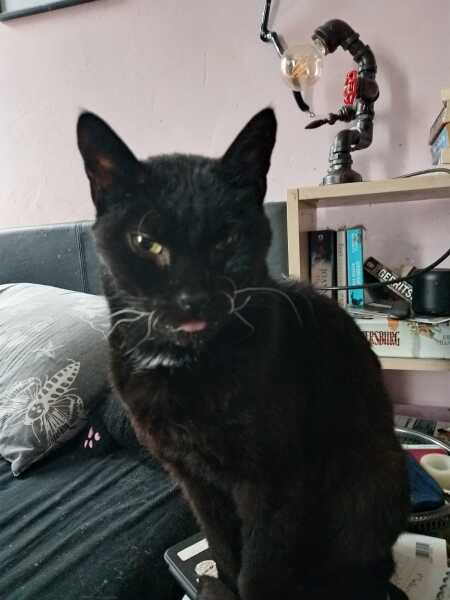 Carry On Catting - the Excellent Cats do what they do best