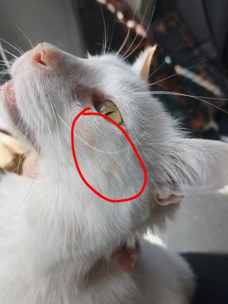 Carry On Catting - the Excellent Cats do what they do best