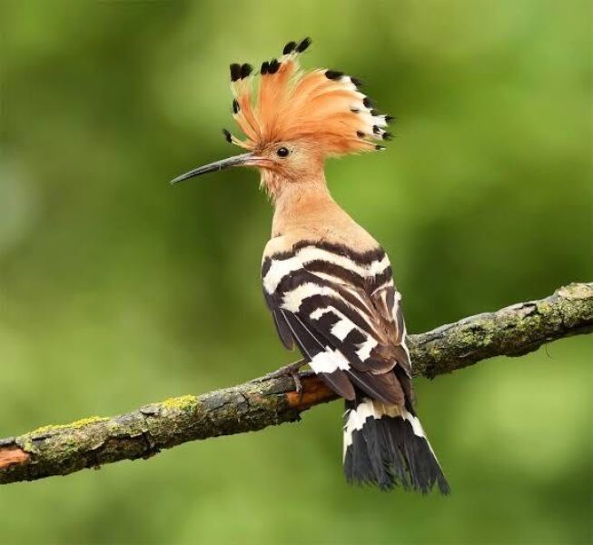 Gardening for wildlife