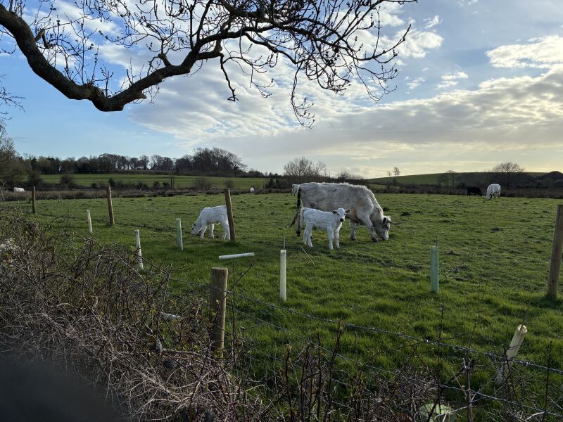 The Bluestocking  women's Pub- spring is sprunging and MN's name generator can do one!