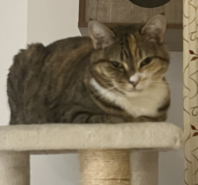 I am lying under a blanket. My cat is trying to have sex with the blanket.