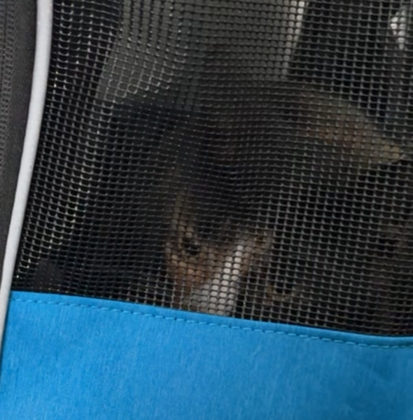 Woolly Hugs. A blanket for lovely wafflenose who has tragically lost her daughter. Can you help us please?