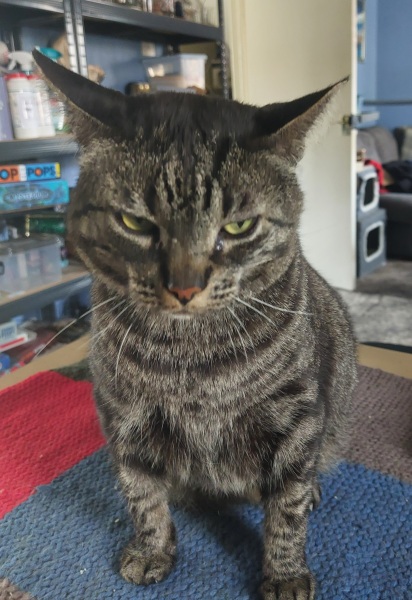 Thread 46 Starmer: Meloj kaj kastoroj sur monbiletoj, arbaro de kolero