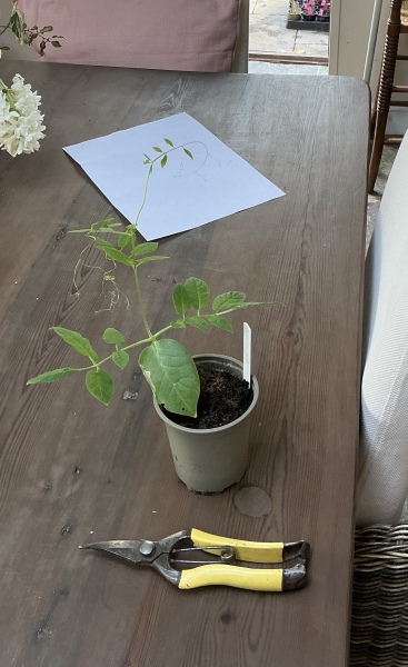 Has anybody managed to get cobaea scandens to flower?
