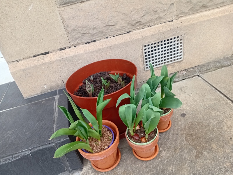 Tulip bulbs - plant BEFORE or AFTER the first frost?