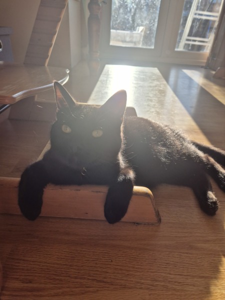 Thanks for the cat photos!