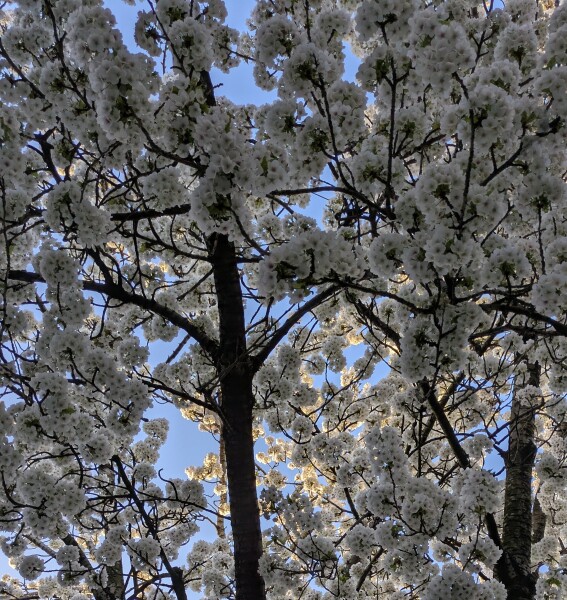 Year round Nigel Slater discussion thread - Part 3