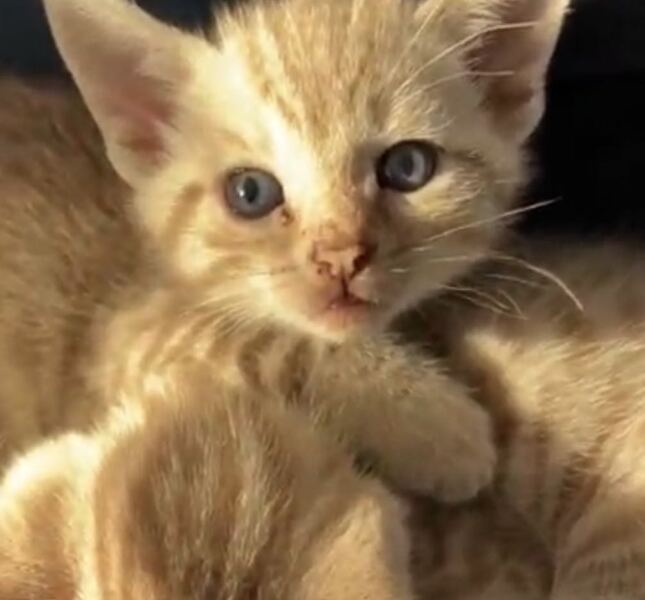 New cats joining the family - names!