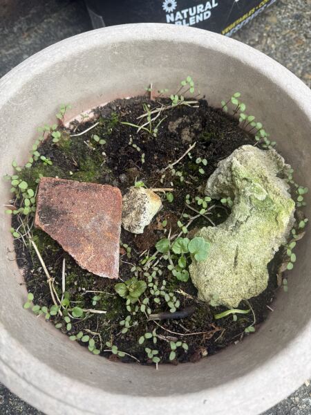 Anyone recognise these seedlings?
