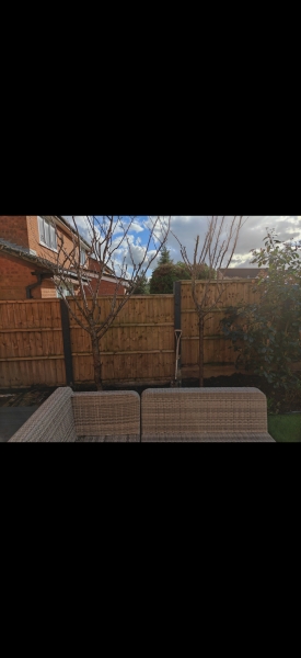 Ideas what to plant here
