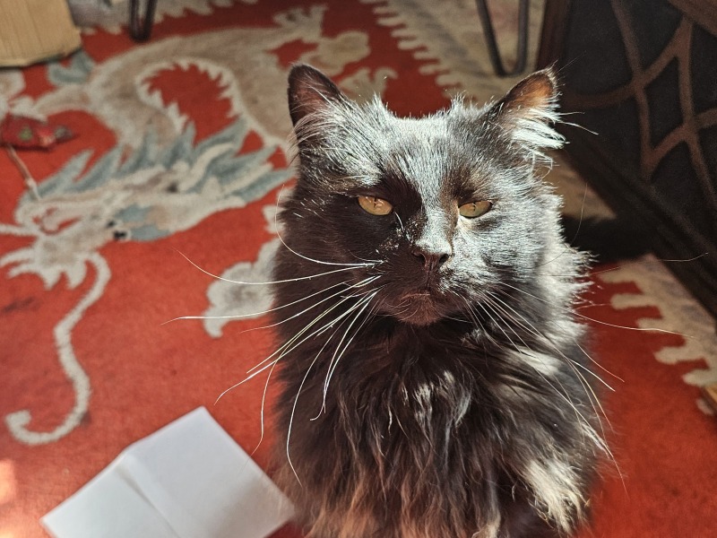 Carry On Catting - the Excellent Cats do what they do best