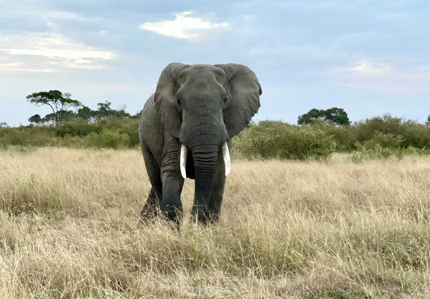 Safari next October - where do I start?