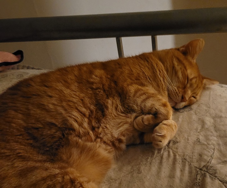 To ask, what are your pets’ most annoying habits?