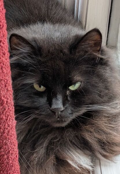 Carry On Catting - the Excellent Cats do what they do best