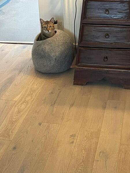 Help! Marvin may have eaten poisonous spider!