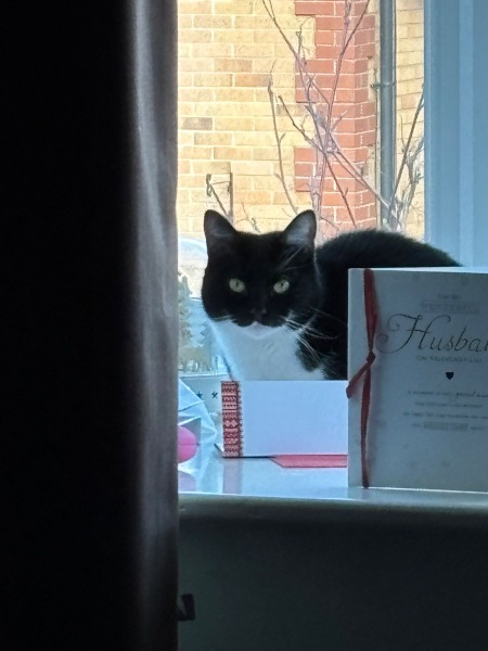 Thread 46 Starmer: Meloj kaj kastoroj sur monbiletoj, arbaro de kolero