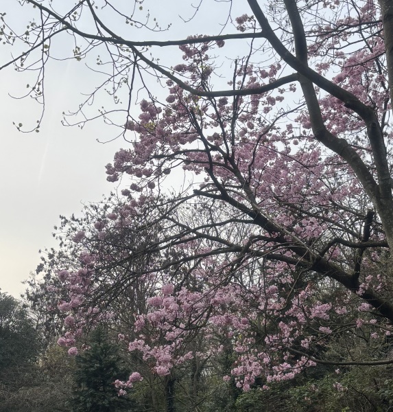 Where’s the best place in London to see cherry tree blossom today ?