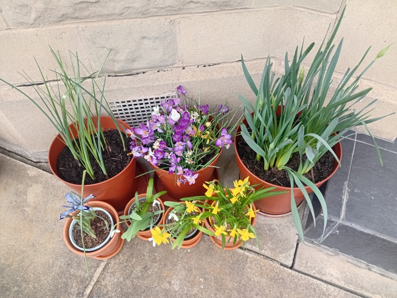 Tulip bulbs - plant BEFORE or AFTER the first frost?