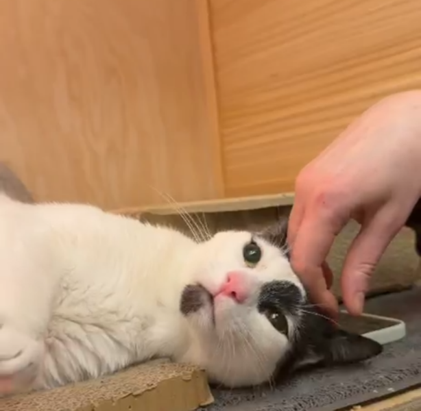 Carry On Catting - the Excellent Cats do what they do best