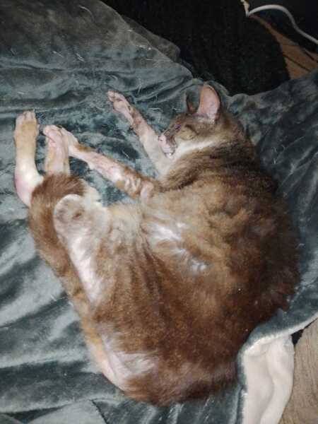 Carry On Catting - the Excellent Cats do what they do best