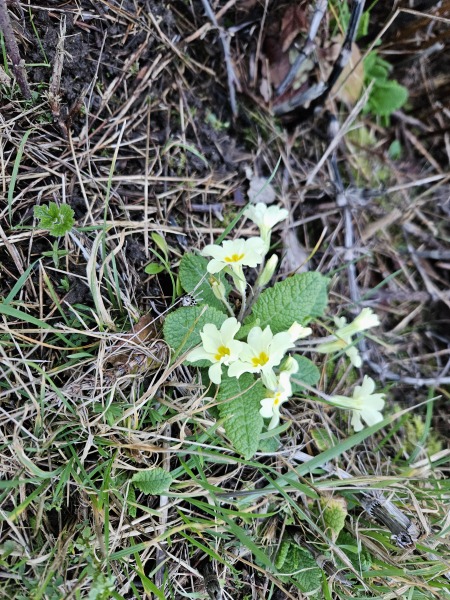 The Bluestocking Inn, cocktails and cocoa and all