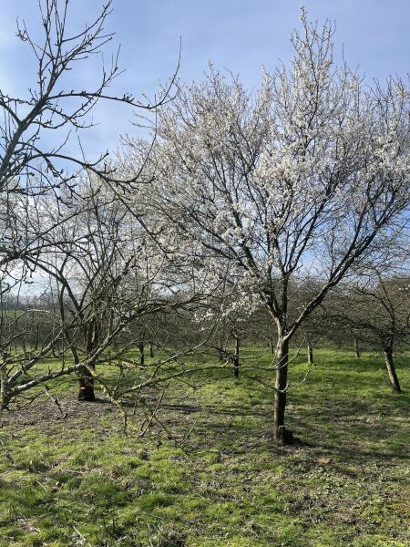 Year round Nigel Slater discussion thread - Part 3